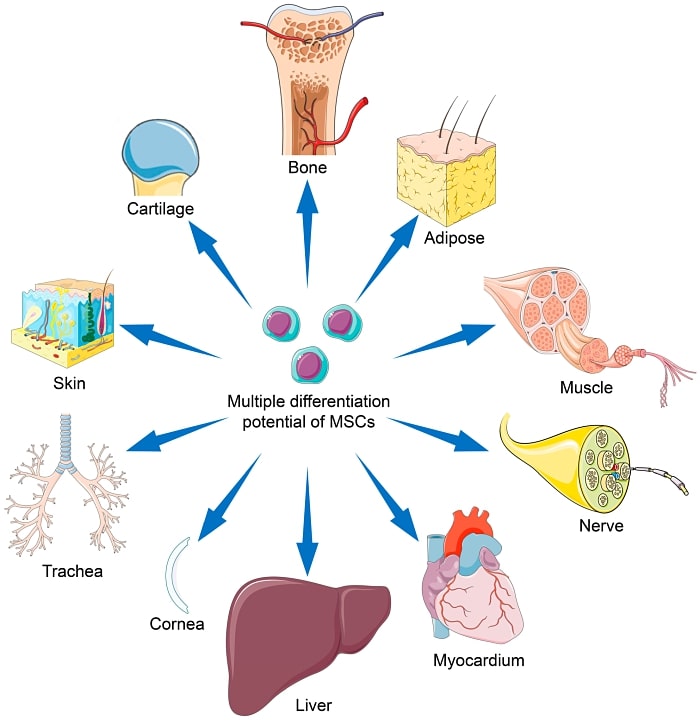 Mesenchymal Stem Cells (MSCs) A Comprehensive Overview of Their